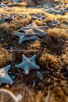 Background of seaweed and starfish on the sandy shore. Background of many starfish on the beach. photo