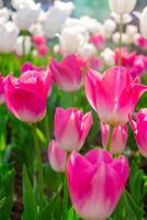 Background of many bright pink tulips. Floral background from a carpet of bright pink tulips. photo