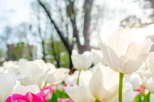 Background of many white tulips. Floral background from a carpet of white tulips. photo