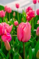 Background of many bright pink tulips. Floral background from a carpet of bright pink tulips. photo