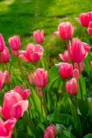 Background of many bright pink tulips. Floral background from a carpet of bright pink tulips. photo