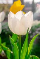 Background of many white tulips. Floral background from a carpet of white tulips. photo