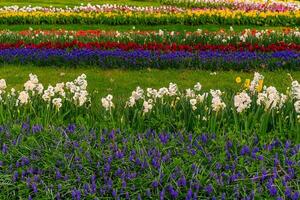 Gulhane Park Water screen in Istanbul. Sunny park with yellow and red tulips and green lawn. photo