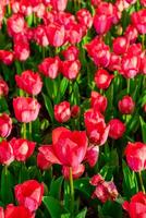 Background of many bright pink tulips. Floral background from a carpet of bright pink tulips. photo