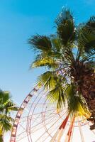 View of the Ferris wheel attraction against a background of blue sky between palm trees. Ferris wheel in the Georgian city of Batumi. photo