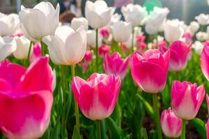 Background of many bright pink tulips. Floral background from a carpet of bright pink tulips. photo