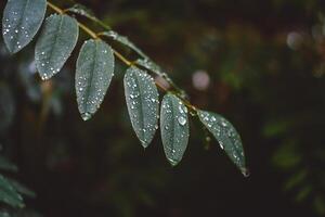 Branches with leaves of trees in the rain forest, on which lie many raindrops shining silver. Fabulous branches of exotic trees with raindrops on them. photo