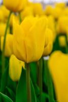 Background from many yellow tulips. Floral background from a carpet of yellow tulips. photo