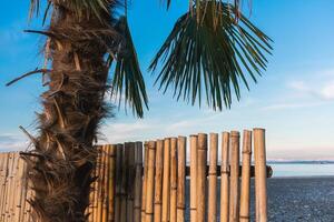 Abstract background on a tropical holiday theme. Tropical background on the seashore with palm tree and bamboo fence. photo