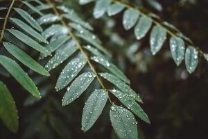 Branches with leaves of trees in the rain forest, on which lie many raindrops shining silver. Fabulous branches of exotic trees with raindrops on them. photo