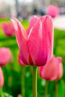 Background of many bright pink tulips. Floral background from a carpet of bright pink tulips. photo