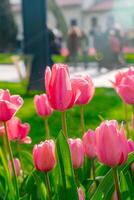 Background of many bright pink tulips. Floral background from a carpet of bright pink tulips. photo