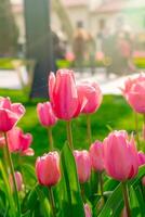 Background of many bright pink tulips. Floral background from a carpet of bright pink tulips. photo