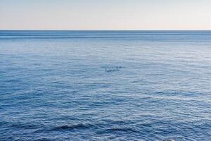 minimalista antecedentes. mar horizonte. frontera de azul mar y cielo. aves acuáticas en el superficie de el mar. foto