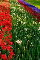 golfo parque agua pantalla en Estanbul. soleado parque con amarillo y rojo tulipanes y verde césped. foto