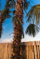 Abstract background on a tropical holiday theme. Tropical background on the seashore with palm tree and bamboo fence. photo