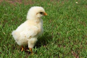 pollo como antecedentes foto