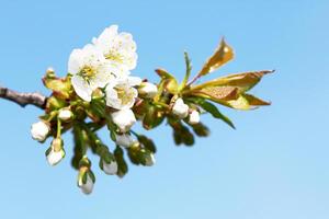 cherry flowers as background photo