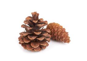 Pine cones on white photo