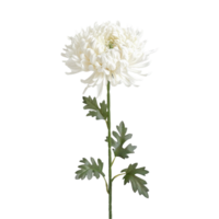 fleur isolé sur transparent Contexte png