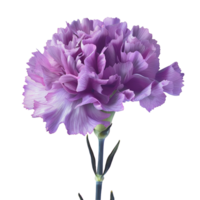 Blume isoliert auf transparent Hintergrund png