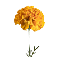 Flower isolated on transparent background png