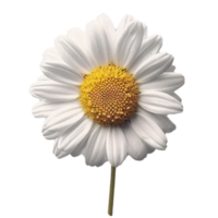 Blume isoliert auf transparent Hintergrund png