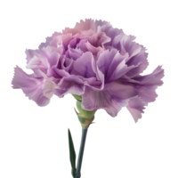 Blume isoliert auf transparent Hintergrund png