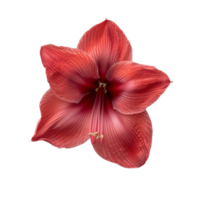 Flower isolated on transparent background png