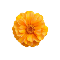 Flower isolated on transparent background png