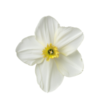 Flower isolated on transparent background png