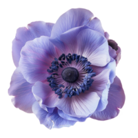 Flower isolated on transparent background png