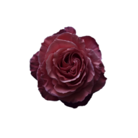 Flower isolated on transparent background png