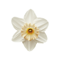 Flower isolated on transparent background png