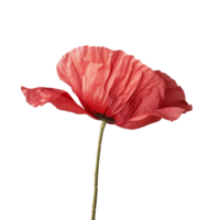 Flower isolated on transparent background png