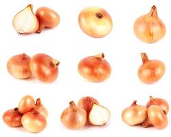 onions on white photo