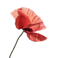 Flower isolated on transparent background png