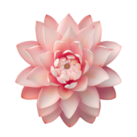 Flower isolated on transparent background png