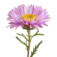 Blume isoliert auf transparent Hintergrund png