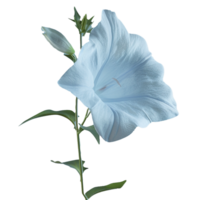 blomma isolerat på transparent bakgrund png