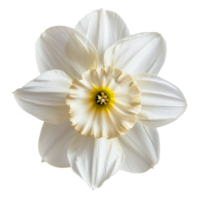 Flower isolated on transparent background png