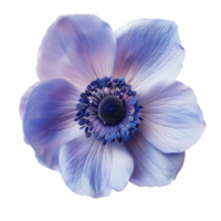 Flower isolated on transparent background png