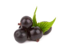 black currant on white photo