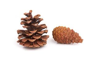 Pine cones on white photo