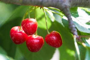 dulce cerezas como antecedentes foto