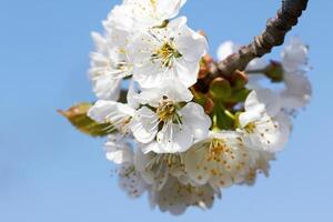 cherry flowers as background photo