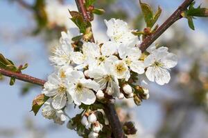 cherry flowers as background photo