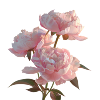 Flower isolated on transparent background png