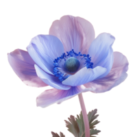 Flower isolated on transparent background png