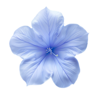 Blume isoliert auf transparent Hintergrund png